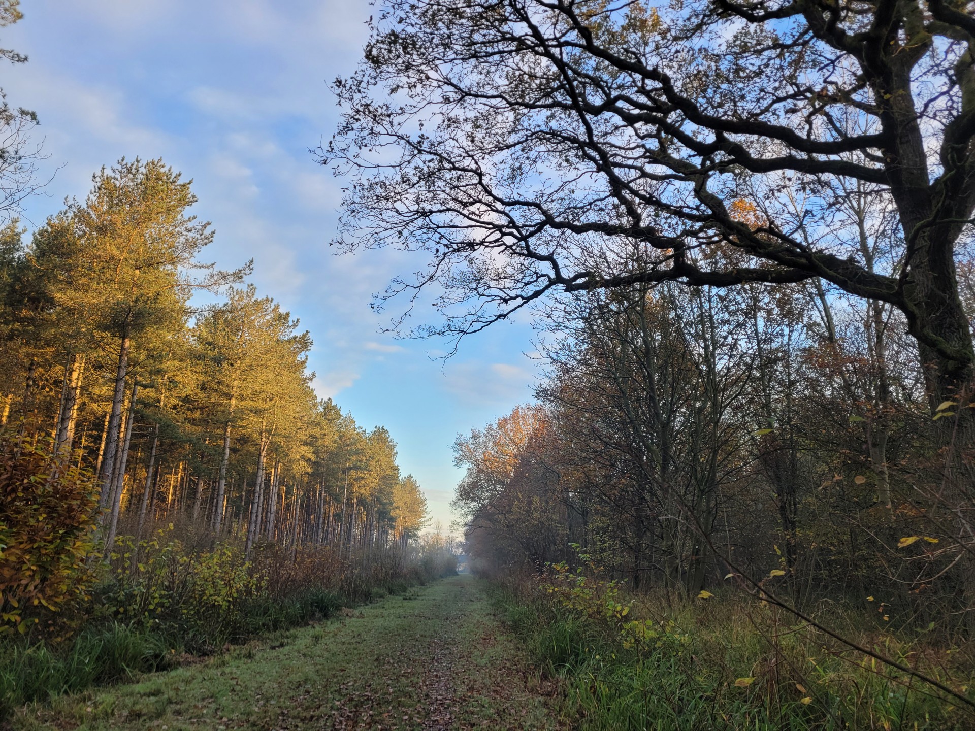 salcey-forest-forestry-england